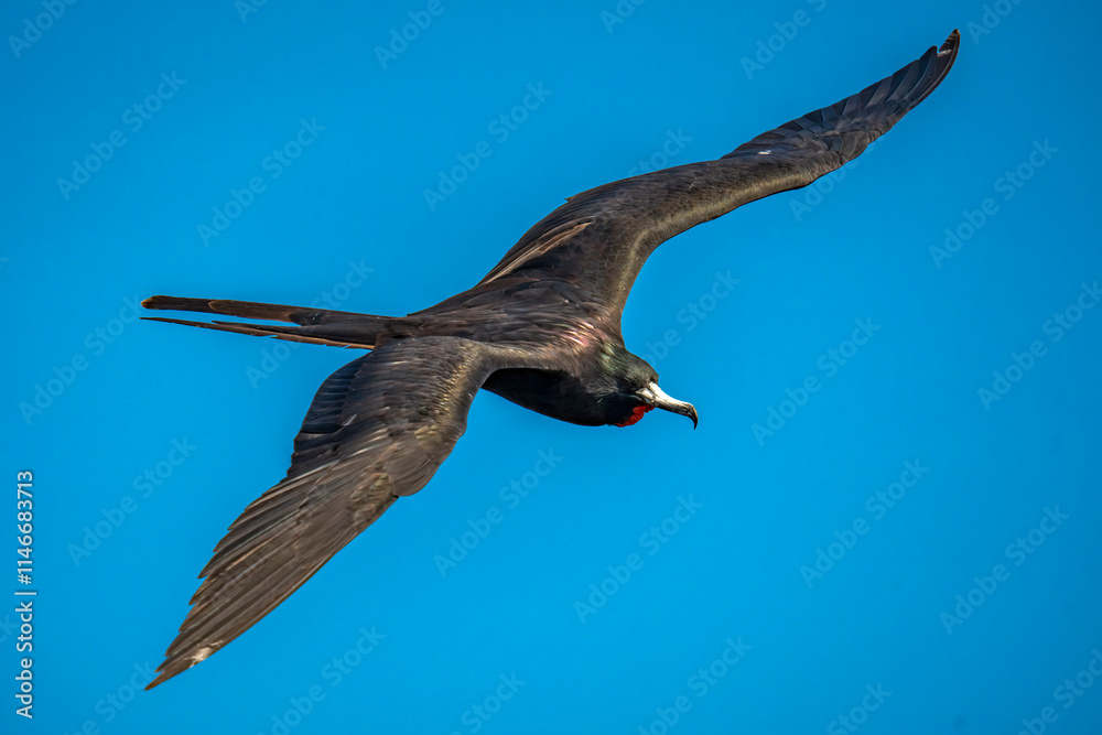 Fototapeta premium Magnificent Frigatebird
