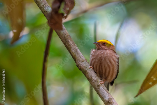 Fiery-capped Manakin
