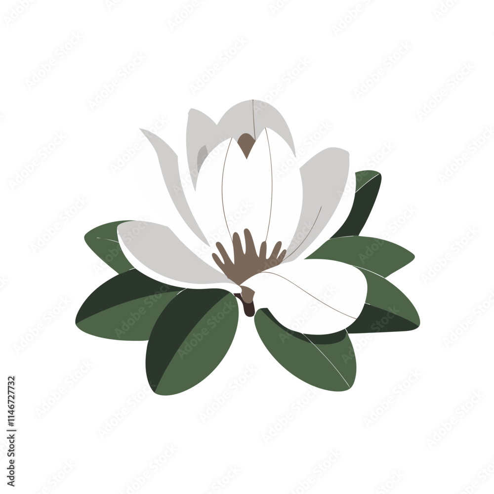 Obraz premium Elegant White Magnolia Flower Vector Botanical Illustration for Decor and Design
