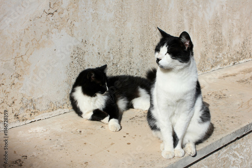 Two street cats (black and white) relaxing on the street in the sun - one laying and the second sitting and sunbathing photo