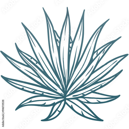  Blue Agave Plant Vector Illustration Botanical Design
