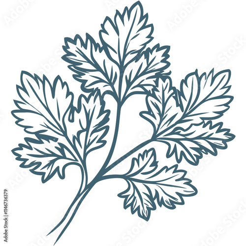  Vector Illustration of Parsley Leaves Herb Botanical Design