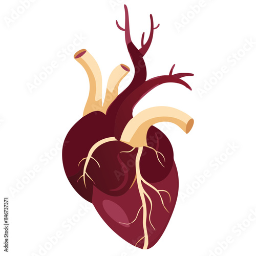  Anatomical Human Heart Vector Illustration for Medical and Educational Use