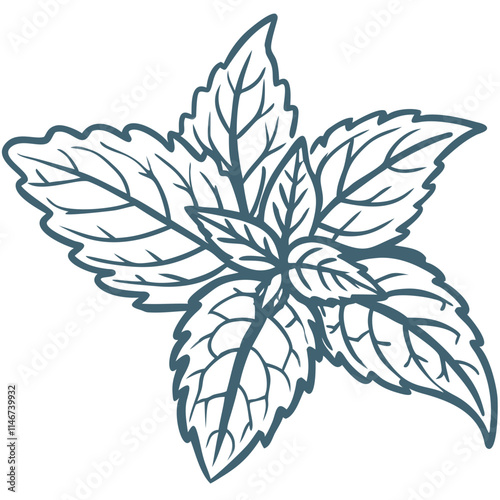  Mint Leaves Vector Illustration Organic Herb Botanical Design