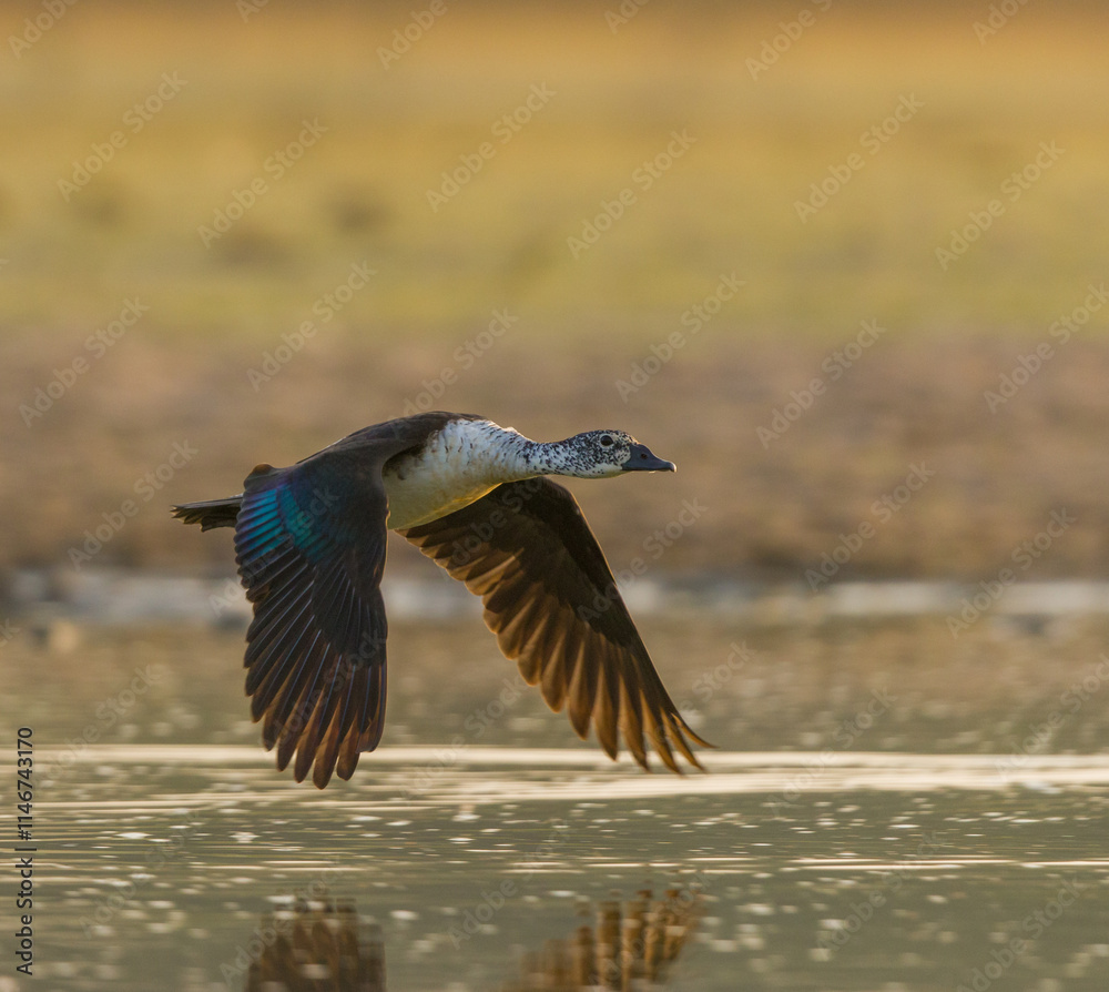 Obraz premium Knob Billed Duck