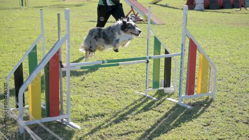 Australian Shepherd Leaping Over Obstacle in a Dog Agility Competition