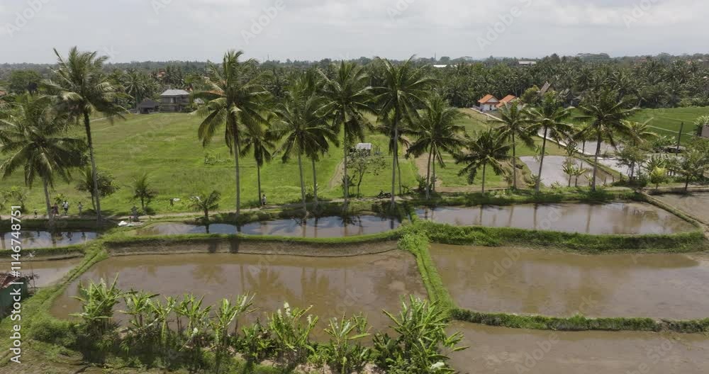 Drone tracking left of Bali rice terraces, palm trees along path casting shadow on water pools reflecting sky Drone tracking left of Bali rice terraces, palm trees along path casting shadow on water pools reflecting sky