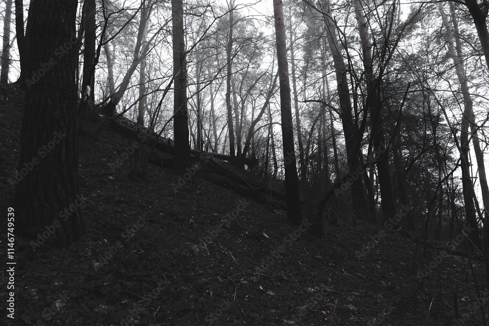 Fototapeta premium Slope in a pine forest, broken trees, winter atmospheric forest, dark horror atmosphere, fantastic landscape, after the storm