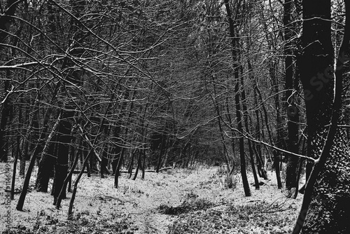 Snow covered branches in the woods, Winter atmospheric black metal forest, dark horror atmosphere, fantastic landscape