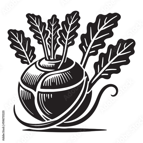 Kohlrabi Silhouette Vector Illustration, Solid White Background.