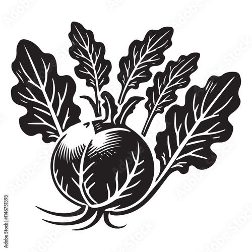 Kohlrabi Silhouette Vector Illustration, Solid White Background.