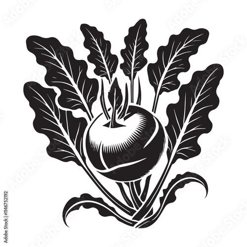 Kohlrabi Silhouette Vector Illustration, Solid White Background.