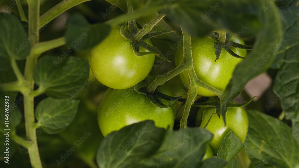 Fresh green tomatoes on a vine surrounded by lush green leaves in a natural outdoor garden.