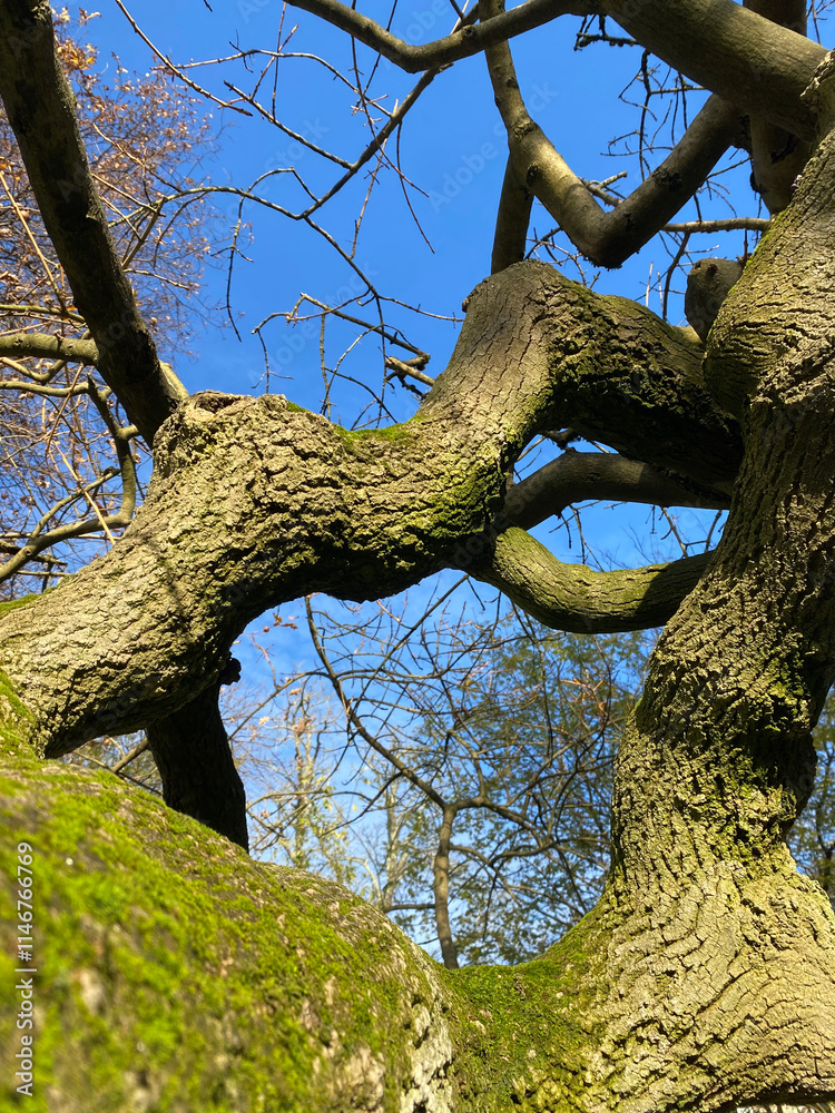 A close-up of twisted tree branches A close-up of twisted tree branches