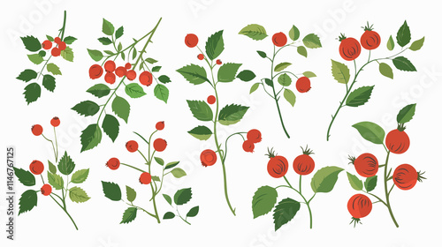 Wallpaper Mural Red Rosehip Berries Vector Illustration on Branch for Graphic Design Projects Torontodigital.ca