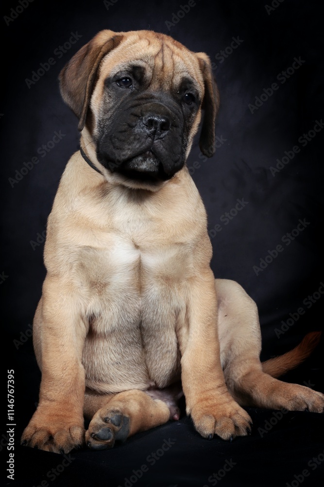 A Bullmastiff puppy sitting in a studio setting, showcasing its adorable and calm expression with a neutral background A Bullmastiff puppy sitting in a studio setting, showcasing its adorable and calm expression with a neutral background