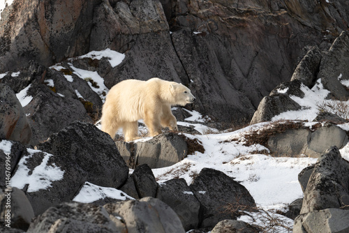 Polar bear walking along the rocky shoreline of Hudson Bay