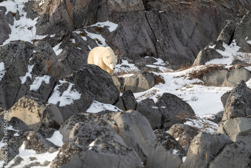 Polar bear walking along the rocky shoreline of Hudson Bay