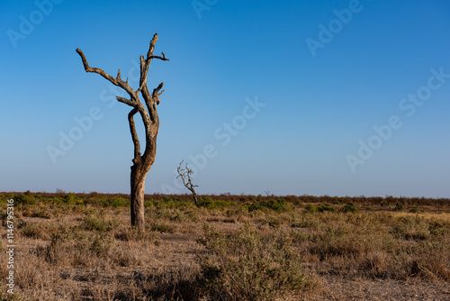 A dead old hardwood tree on a plain in the Kruger National Park South Africa photo