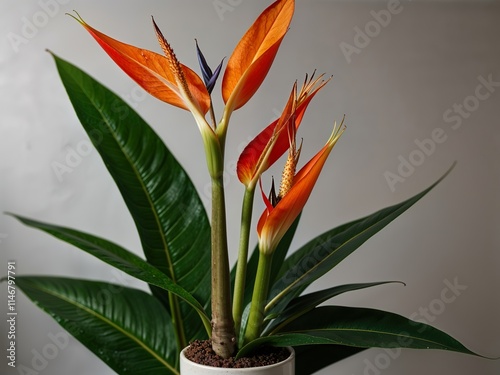 red and yellow flowers