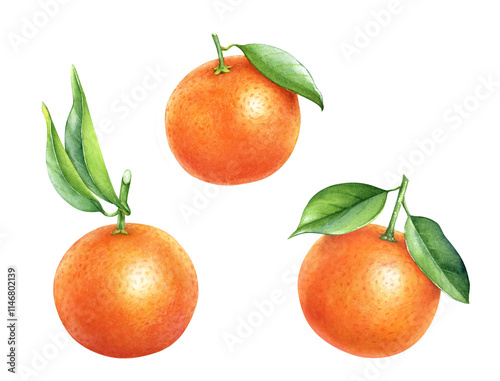 Watercolor illustration of three ripe raw tangerine fruits with green leaves isolated on white background.