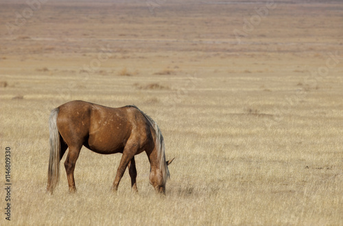 Wild Horse in Autumn in the Utah Desert