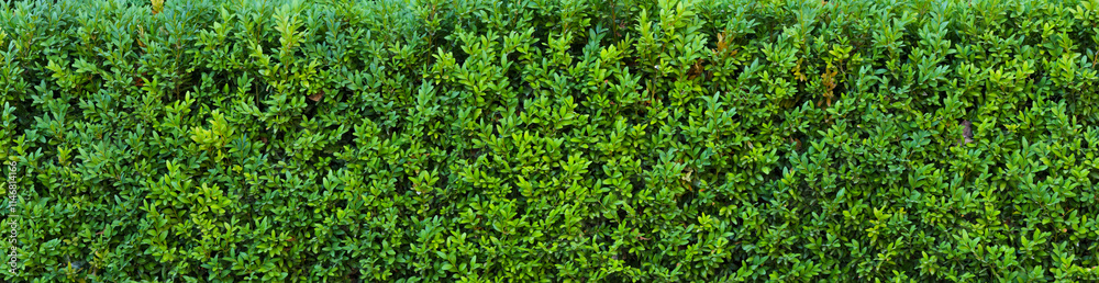 A beautiful hedge of Boxwood. Panoramic view of a Buxus plant. Seamless texture of green natural background. A beautiful hedge of Boxwood. Panoramic view of a Buxus plant. Seamless texture of green natural background.