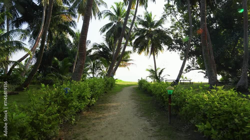 coconut farm land with leading walking trails at morning from flat angle