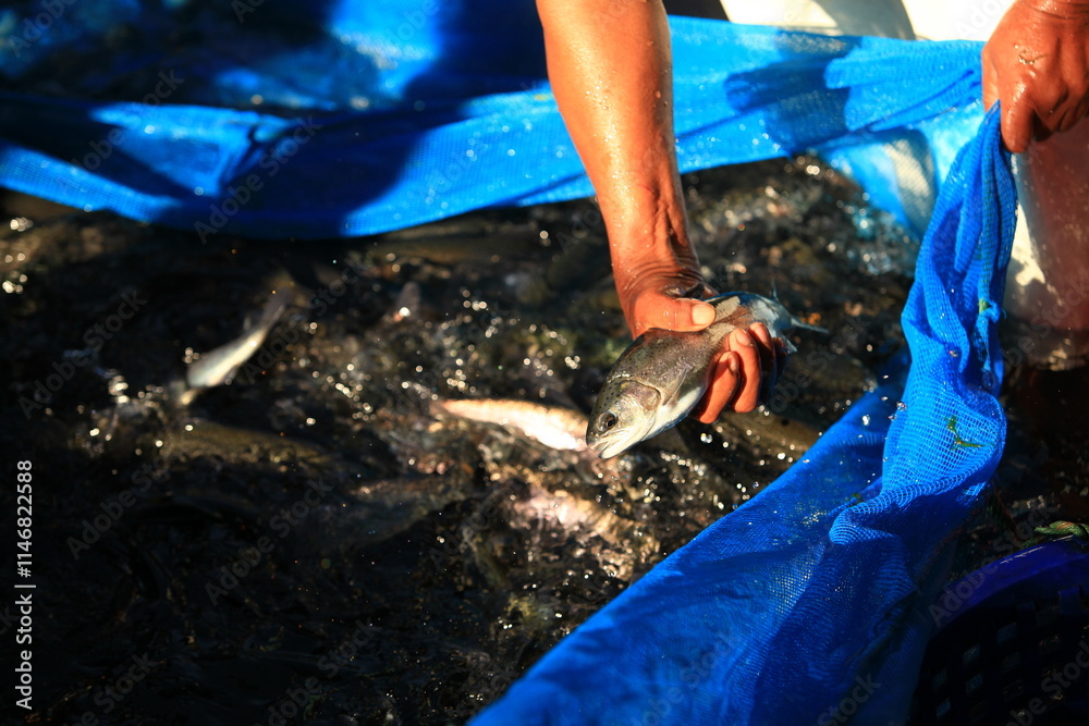Obraz premium Breeding officer Catch trout to check quality. before being sold At the Doi Inthanon Royal Project in Chiang Mai Province, Thailand 