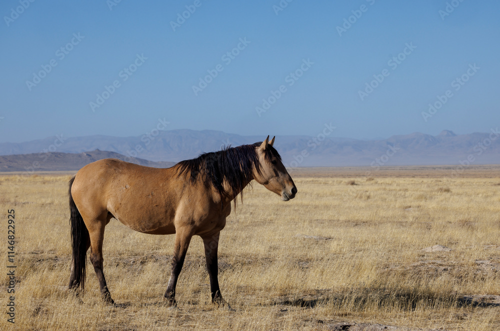 Wild Horse in Autumn in the Utah Desert Wild Horse in Autumn in the Utah Desert