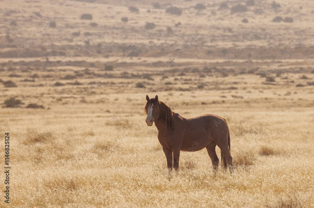 Wild Horse in Autumn in the Utah Desert Wild Horse in Autumn in the Utah Desert