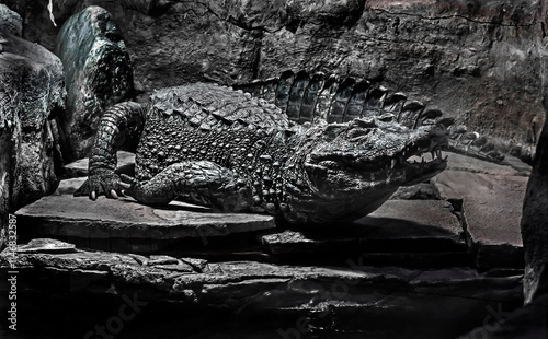 Dwarf caiman on the stone. Latin name - Paleosuchus palpebrosus	 photo