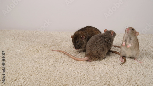 Brown and gray rats on a white carpet.