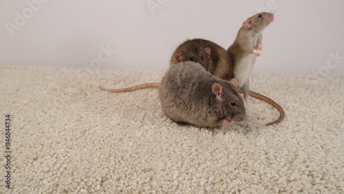 Brown and gray rats on a white carpet.