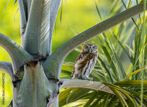 Owl sitting in the tree