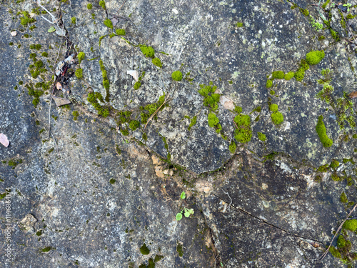 A detailed view of a large blackened rock with cracks and moss growth in the forest. The rugged texture and earthy tones make it a perfect natural background for design or abstract themes
