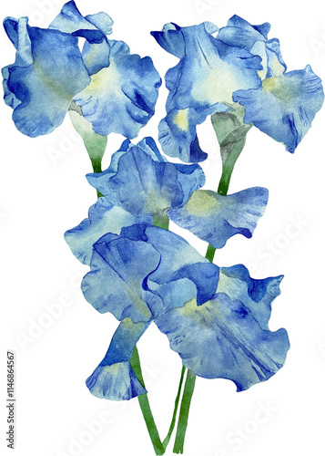 Watercolor single iris flower. Watercolor botanical illustration isolated.