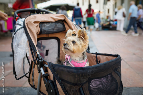 Cute yorkshire dog in stroller for a walk through the city.