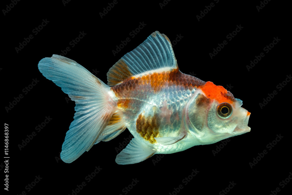 An oranda is a breed of goldfish characterized by a prominent bubble-like An oranda is a breed of goldfish characterized by a prominent bubble-like