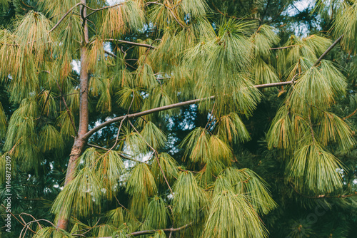 Close-up of Himalayan pine (Pinus wallichiana) branches with long, hanging needles, creating a lush and textured greenery backdrop. Captured outdoors in soft summer light. Natural setting.  

 photo