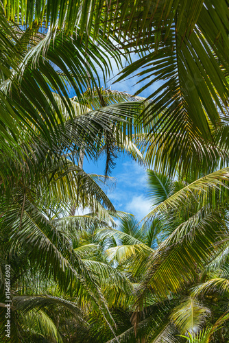 Hiking Through The Jungle At Grand Anse