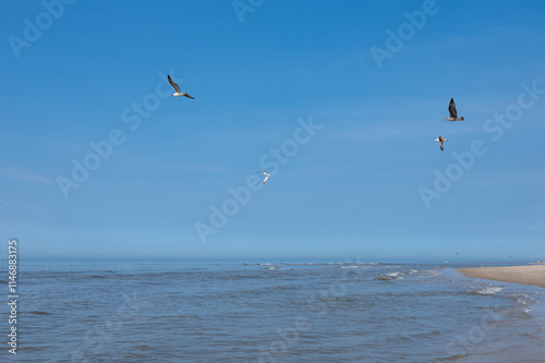 Birds flying over the sea in the blue sky photo