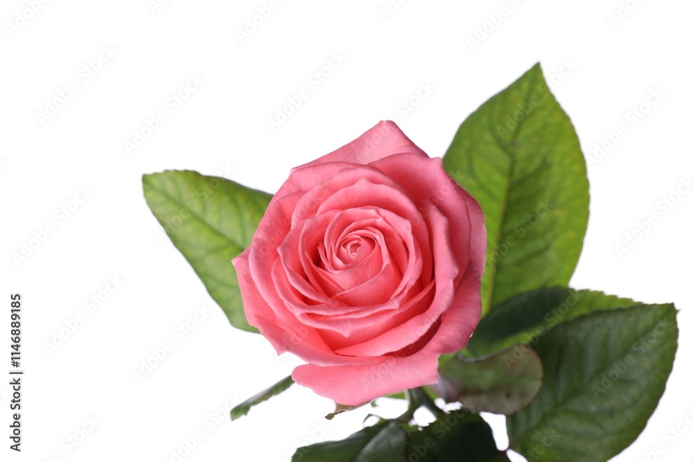 Blooming pink rose isolated on white. Beautiful flower Blooming pink rose isolated on white. Beautiful flower