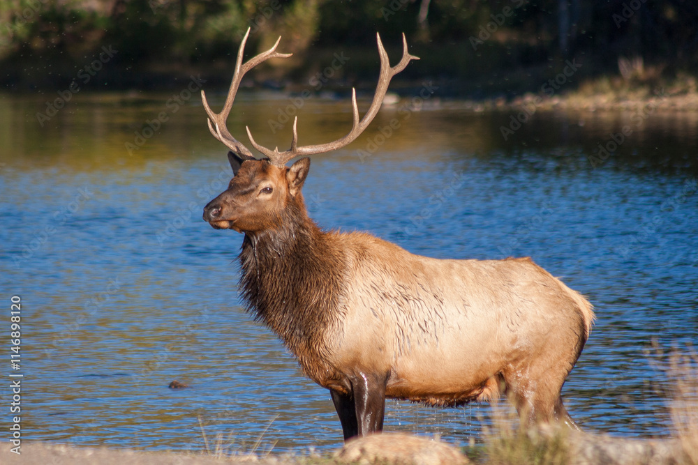 Bull Elk During the Rut in Colorado in Autumn Bull Elk During the Rut in Colorado in Autumn