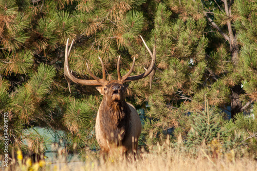 Bull Elk During the Rut in Colorado in Autumn