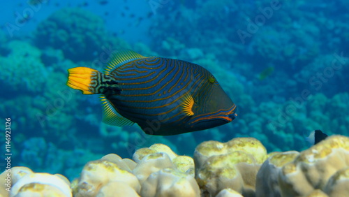 Orange-lined triggerfish or orangestriped (Balistapus undulatus) undersea, Red Sea, Egypt, Sharm El Sheikh, Montazah Bay photo