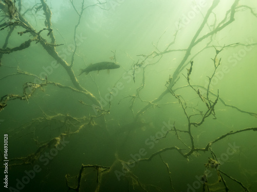 Pikes with sunken tree branches underwater