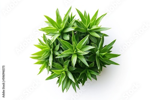 Top view of a lush green succulent plant in a pot against a white background.