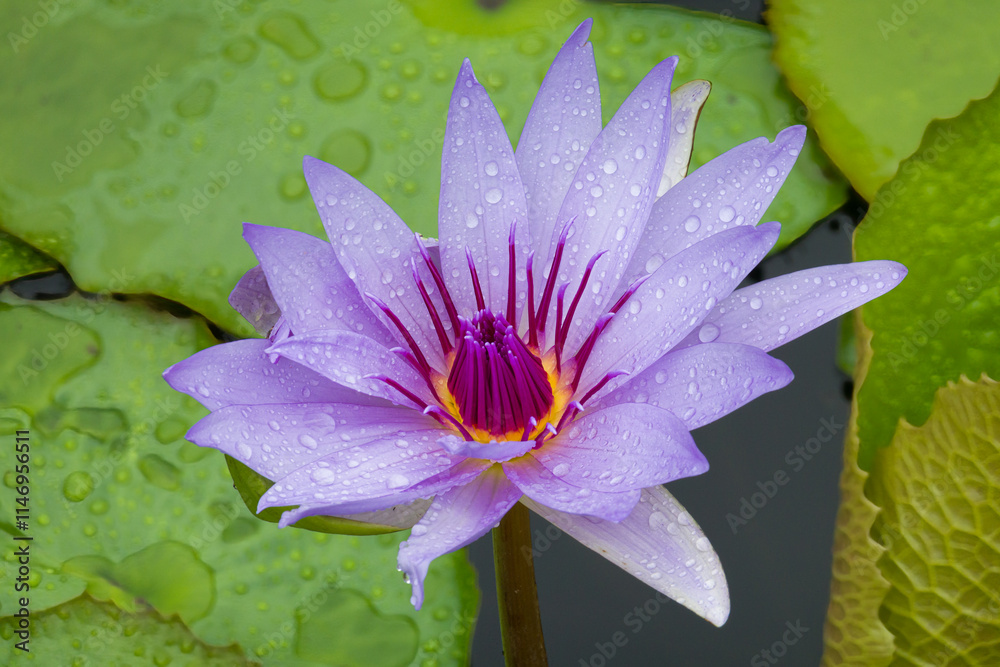 Blue Water Lily on a Rainy Day Blue Water Lily on a Rainy Day