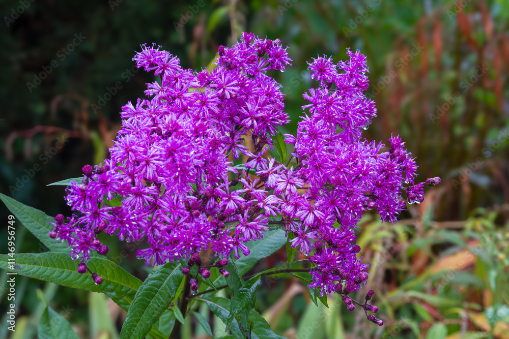 Purple Ironweed on a Rainy Day Purple Ironweed on a Rainy Day